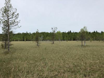 Исток р. Вятка ( Удмуртская Республика  )