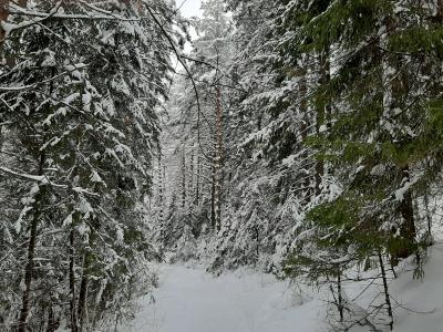 Тропа здоровья к горе Байгурезь ( Удмуртская Республика  )